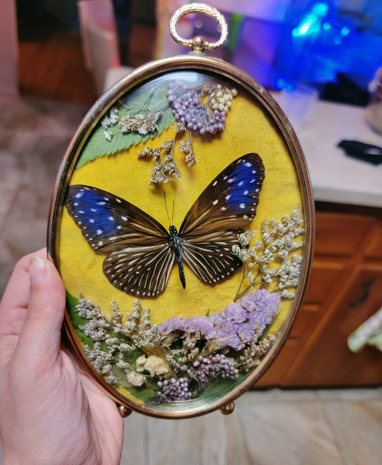 Butterfly Held in Hand
